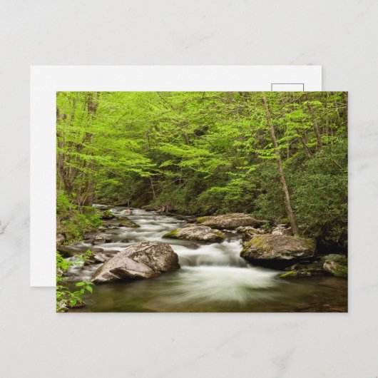 Straight Gabel fließt durch den Wald Postkarte (Vorne/Hinten)