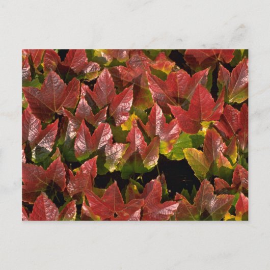 Strampler an der Wand Postkarte (Vorderseite)