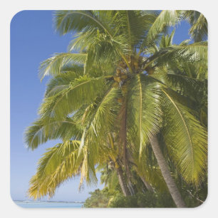 Strand auf One-Foot-Eiland, Aitutaki, Cookinseln Quadratischer Aufkleber