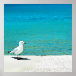 Strand der Seemöven-  Nutgrove, Sandy-Bucht Poster