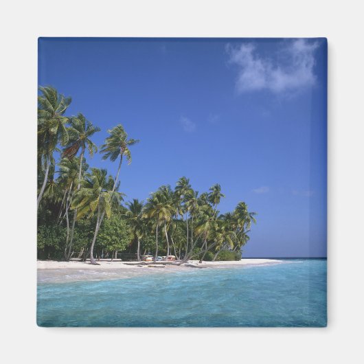 Strand mit Palmen, Malediven Magnet (Vorne)