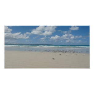 Strand mit Seaguls Poster