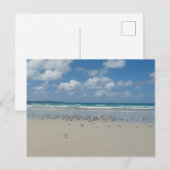 Strand mit Seaguls Postkarte (Vorne/Hinten)