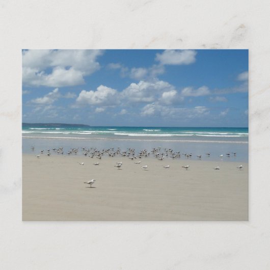 Strand mit Seaguls Postkarte (Vorderseite)