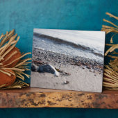 Strand nah fotoplatte (Seite)