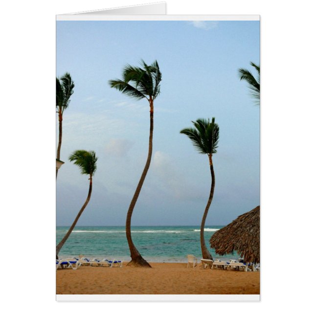 Strand-Palme (Vorne)