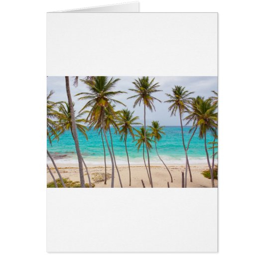 Strand-Palmen (Vorne)