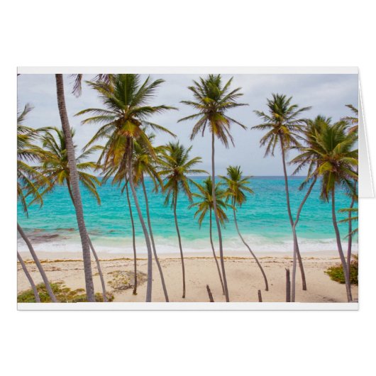 Strand-Palmen (Vorderseite (Horizontal))