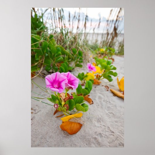 Strand-Prunkwinde (Ipomoea Stolonifera) Poster (Vorne)