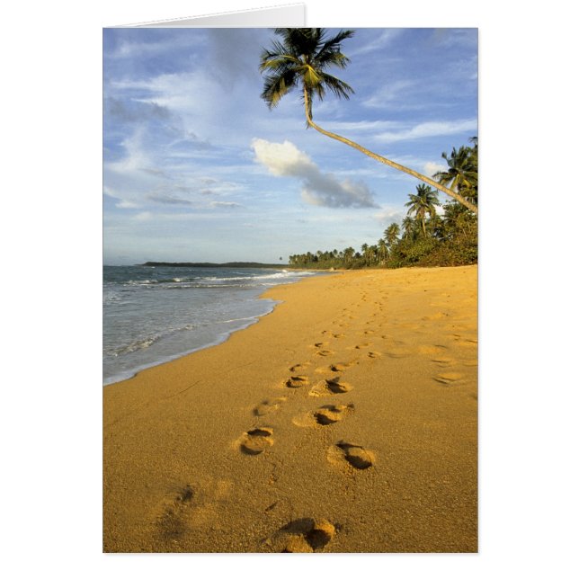 Strand Puerto Rico (Vorne)