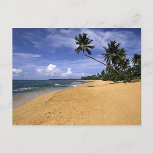 Strand Puerto Rico 2 Postkarte (Vorderseite)