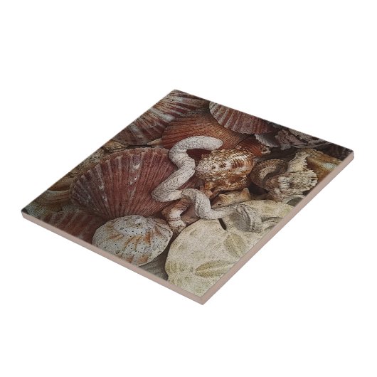 Strand Seashells Sand Dollar Fliese (Seite)