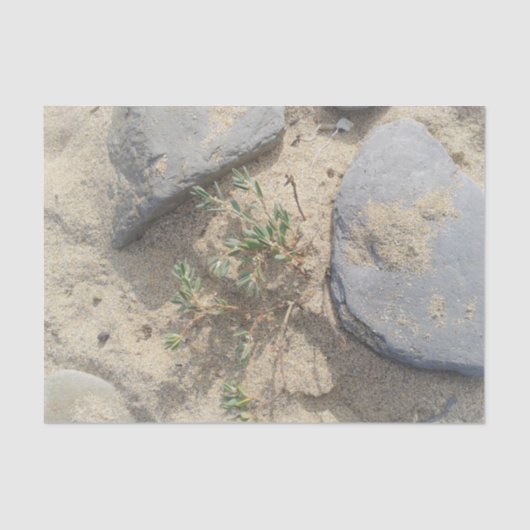 Strand Seidenpapier (Vorderseite)