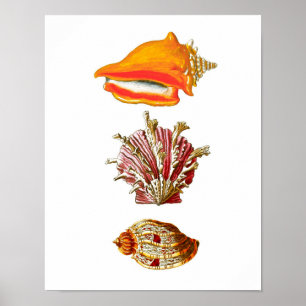 Strand-Wand-Dekor des Seashell-Kunst-Druck-no.10 Poster