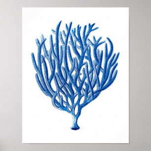Strand-Wand-Kunst des blaues Seekorallenrote Poster