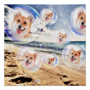 StrandCorgis Poster