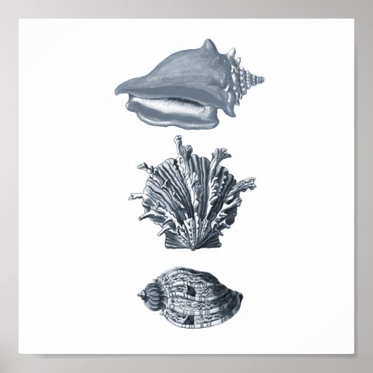 Stranddekoration mit grauen Muscheln #8 Poster (Vorne)