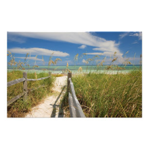 Strandhafer (Uniola paniculata) wächst am Strand, Fotodruck