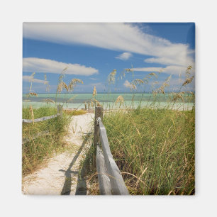 Strandhafer (Uniola paniculata) wächst am Strand, Magnet