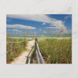 Strandhafer (Uniola paniculata) wächst am Strand, Postkarte