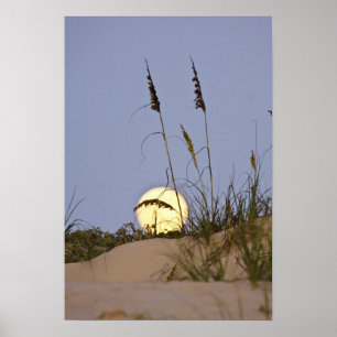 Strandhafer (Uniola paniculata) wächst auf Sand Poster