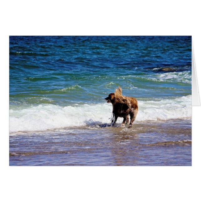 Strandhund (Vorderseite (Horizontal))
