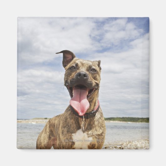 Strandhund Magnet (Vorne)