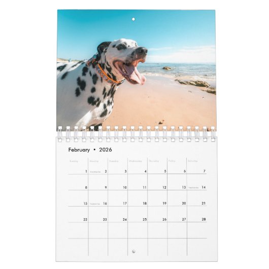 Strandhunde Kalender (Feb 2026)