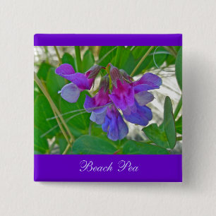 Strandpea (Lathyrus maritimus) - Koordinationsgege Button