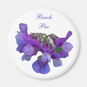 Strandpea (Lathyrus maritimus) - Koordinationsgege Magnet