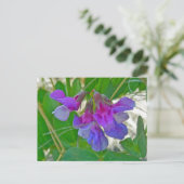 Strandpea (Lathyrus maritimus) - Koordinationsgege Postkarte (Stehend Vorderseite)