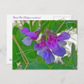 Strandpea (Lathyrus maritimus) - Koordinationsgege Postkarte (Vorne/Hinten)