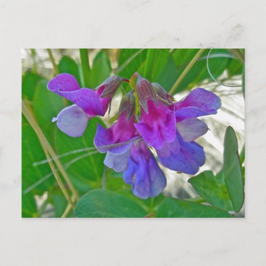 Strandpea (Lathyrus maritimus) - Koordinationsgege Postkarte (Vorderseite)