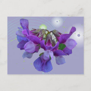 Strandpea (Lathyrus maritimus) - Koordinationsgege Postkarte