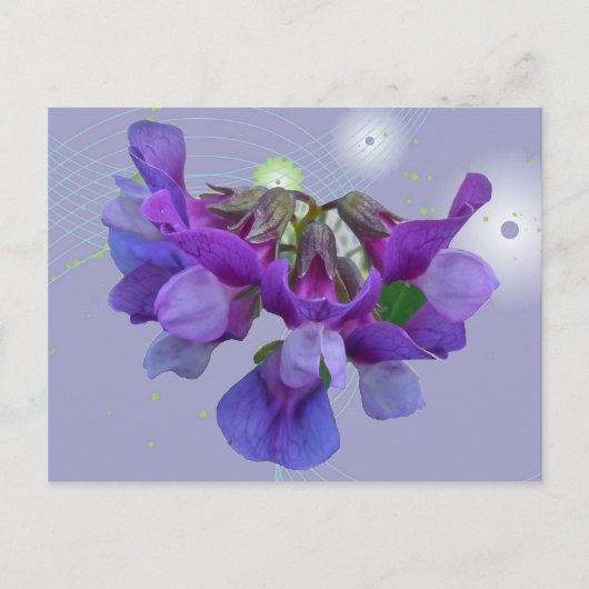 Strandpea (Lathyrus maritimus) - Koordinationsgege Postkarte (Vorderseite)