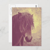 Strandpferd Postkarte (Vorne/Hinten)