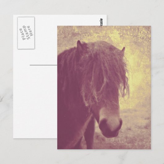 Strandpferd Postkarte (Vorne/Hinten)