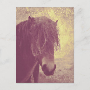 Strandpferd Postkarte