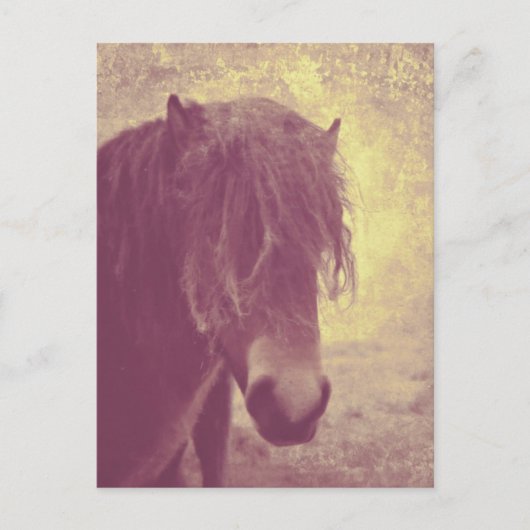 Strandpferd Postkarte (Vorderseite)