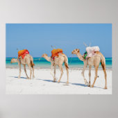 Strandtiere Poster (Vorne)