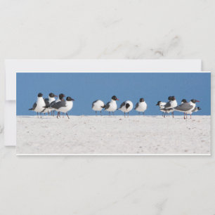 Strandvögel