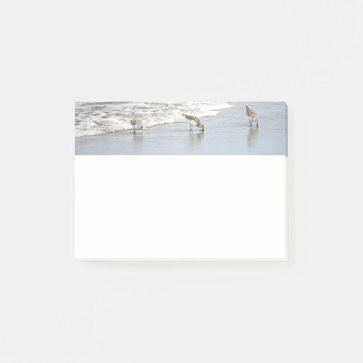 Strandvögel in 4x6-Anmerkungen Post-it Klebezettel (Vorderseite)