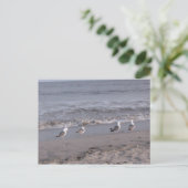 Strandvögel Postkarte (Stehend Vorderseite)