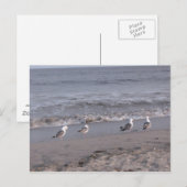 Strandvögel Postkarte (Vorne/Hinten)