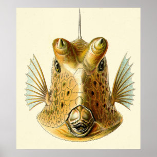 Strange Horned Fish Poster