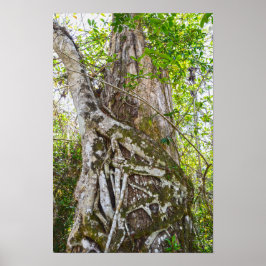 Strangler Fig, Big Cypress National Preserve, FL, Poster