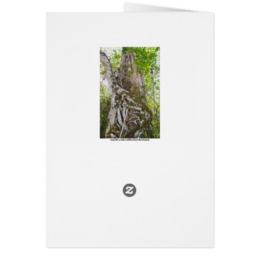 Strangler Fig, Big Cypress Sumpf, Florida (Hinten)