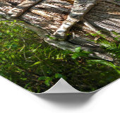 Strangler Fig, Big Cypress Sumpf, Florida Poster (Ecke)