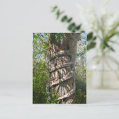 Strangler Fig, Big Cypress Sumpf, Florida Postkarte (Stehend Vorderseite)