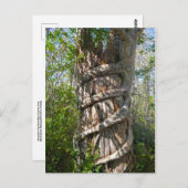 Strangler Fig, Big Cypress Sumpf, Florida Postkarte (Vorne/Hinten)